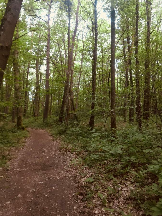 Joli Plein Centre De La Forêt *